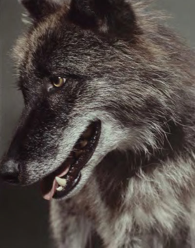 Wildlife, ‘The Wolf’ © Markus Klinko at Proud Galleries, London